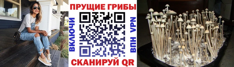 наркотики  Киржач  Псилоцибиновые грибы мицелий 